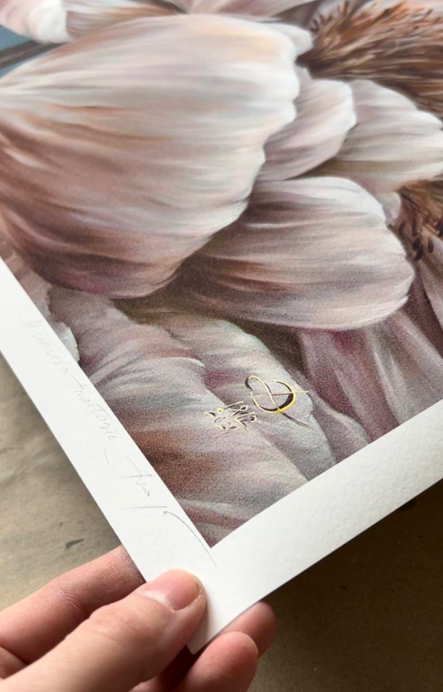 'Marshmallow Peony' Print